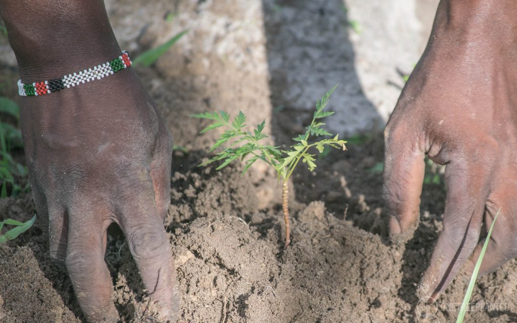 Logo of One Tree Planted with a background of a forest